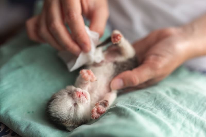 Vet wiping a newborn kitten with wet wipes