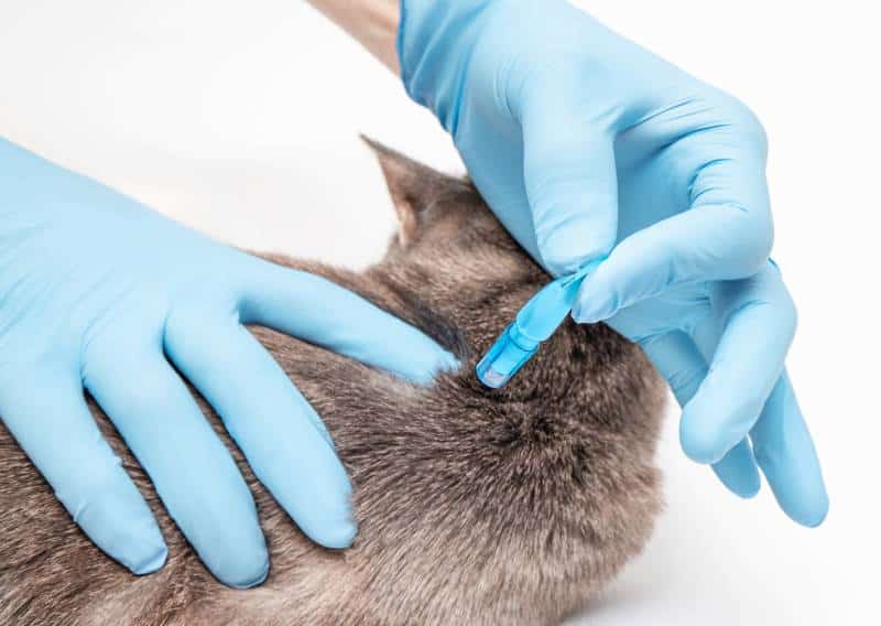 Veterinarian applies antiparasitic drops medicine on the back of the cat's neck