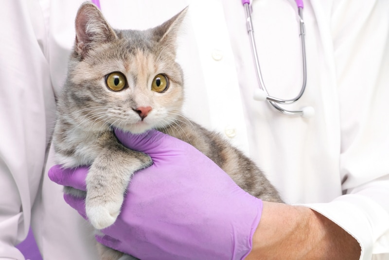 Veterinary examination of the cat