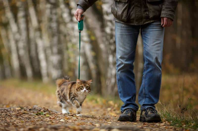 Walking with cat on a leash kuril bobtail