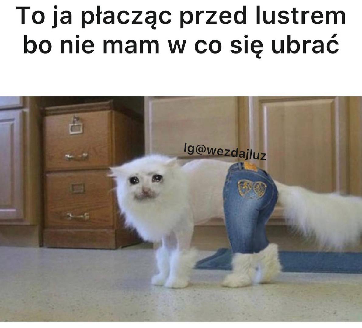 Wardrobe Cat