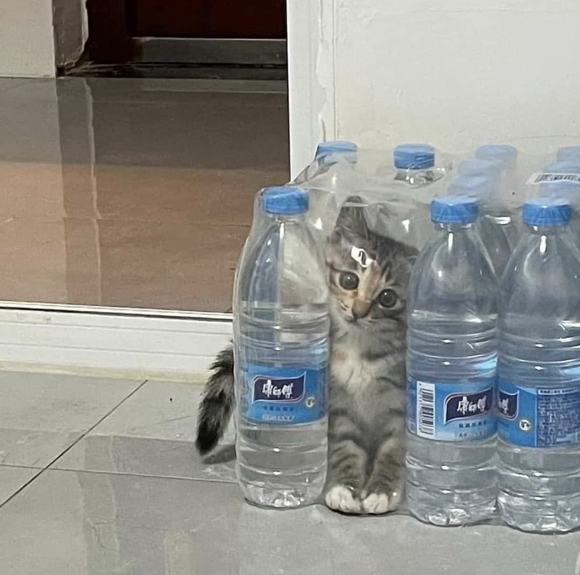 Where’s Kitty?