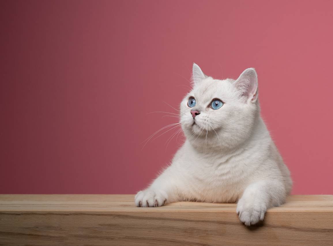 White British Shorthair