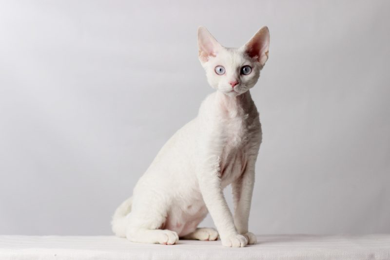 White Devon Rex sitting on a white background