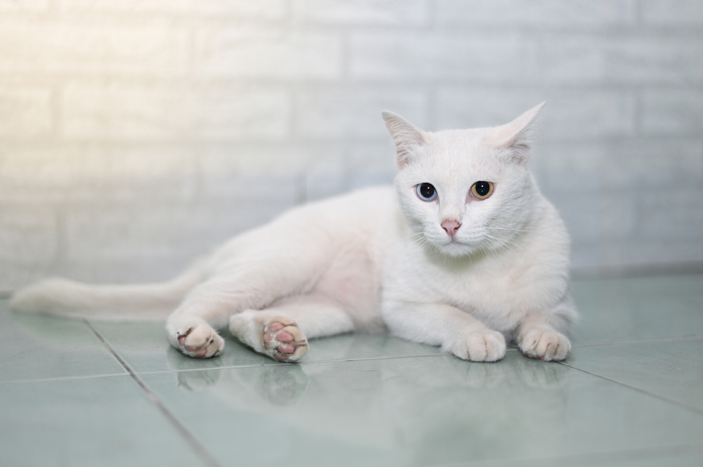 White Khao Manee with yellow and blue eyes