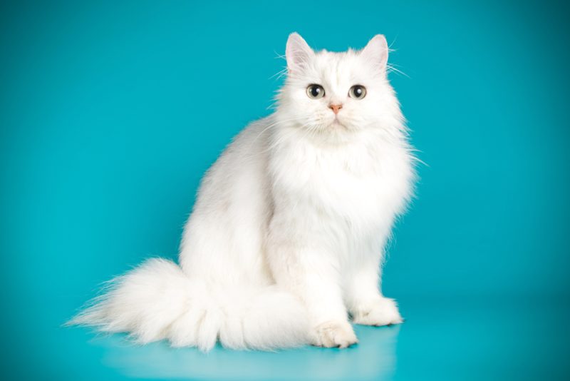 White Persian Cat sitting on a blue background