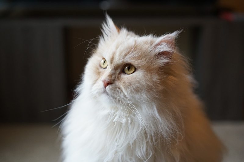 White Persian cat staring