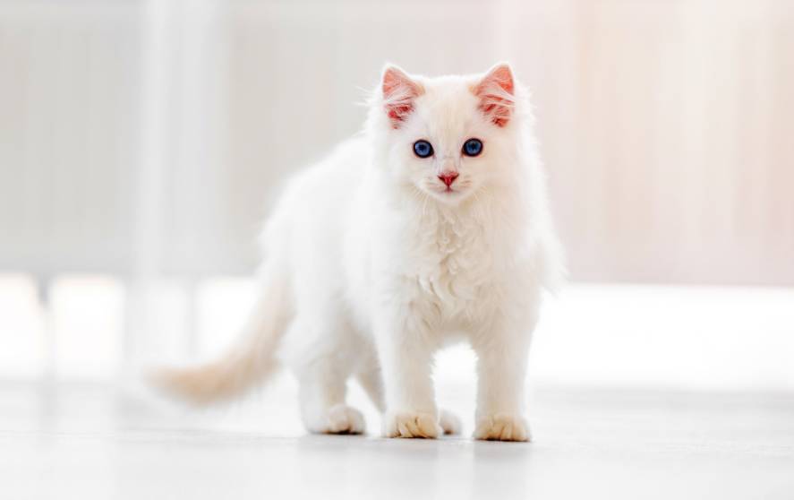 Facts about shop white cats