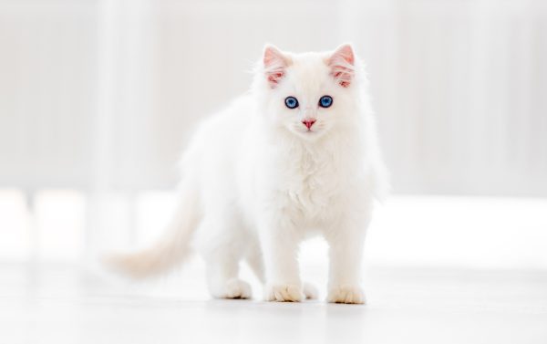 White Ragdoll Cat