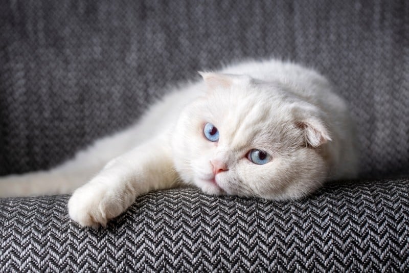 White Scottish Fold cat with blue eyes lying on couch
