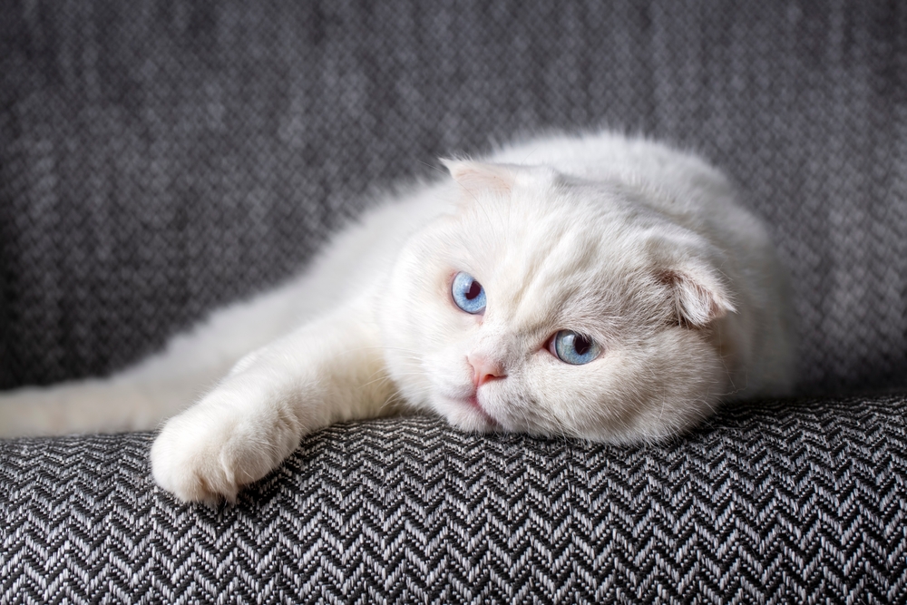 White Scottish Fold