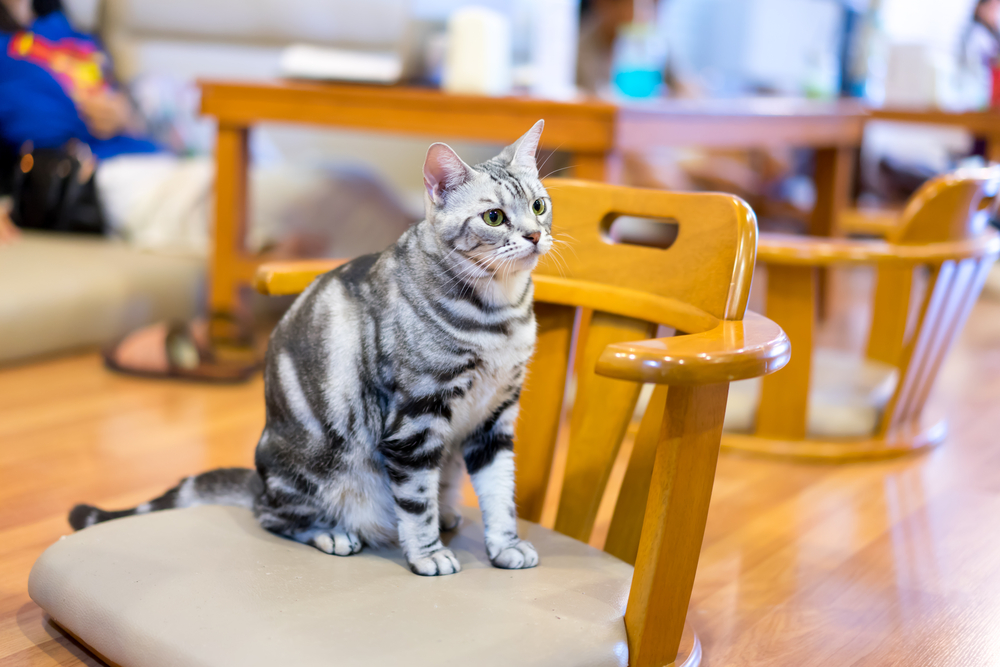 White Toyger Cat