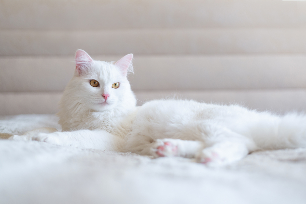 White Turkish Van cat is lying on a bed