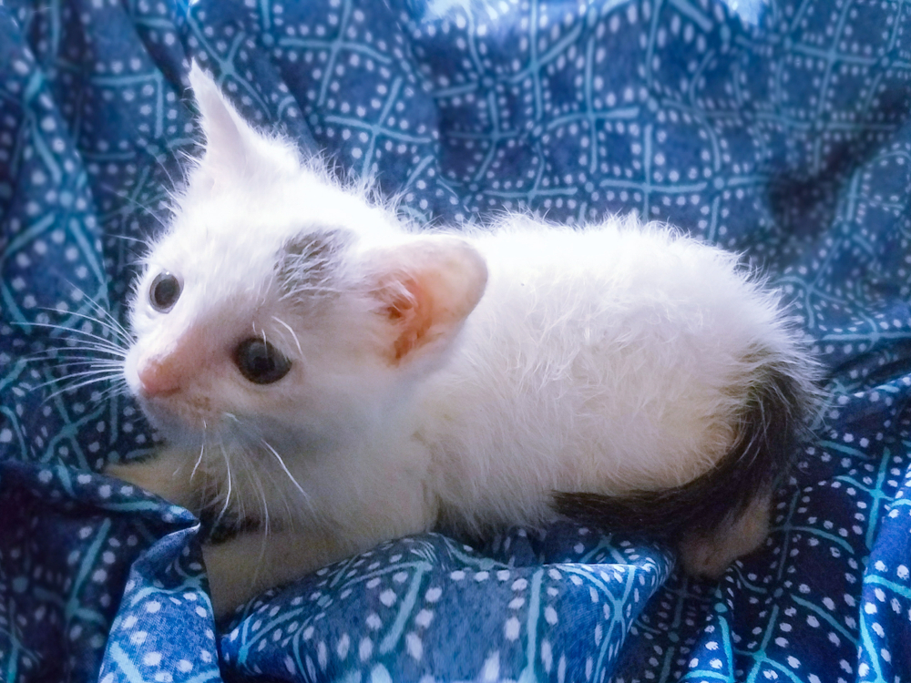 White and Gray American Wirehiaired Kitten