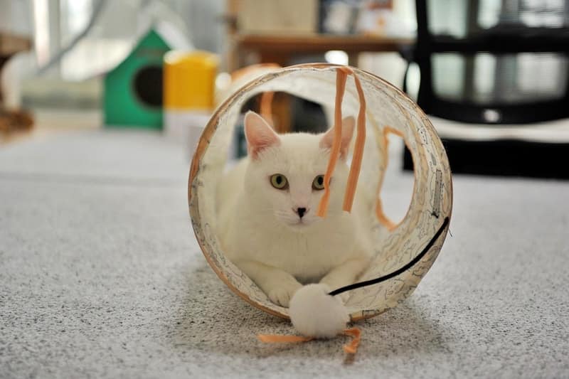 White cat playing inside cat tunnel