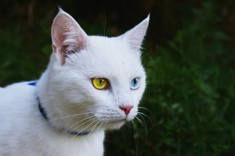 White cat with Heterochromia