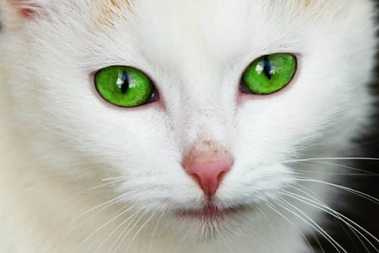 How Do Cats' Third Eyelids Work? Our Vet Explains Catster