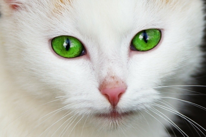 White cat with green eyes