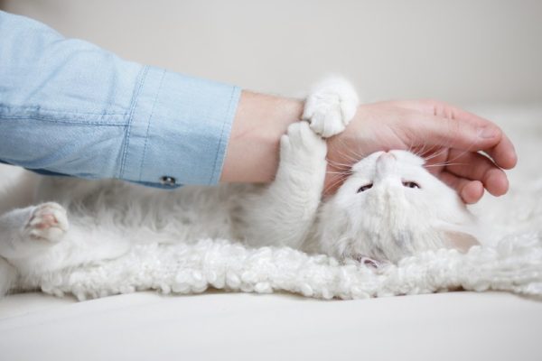 Picture of How to Stop Your Cat Biting When Playing: 7 Expert Tips - Catster