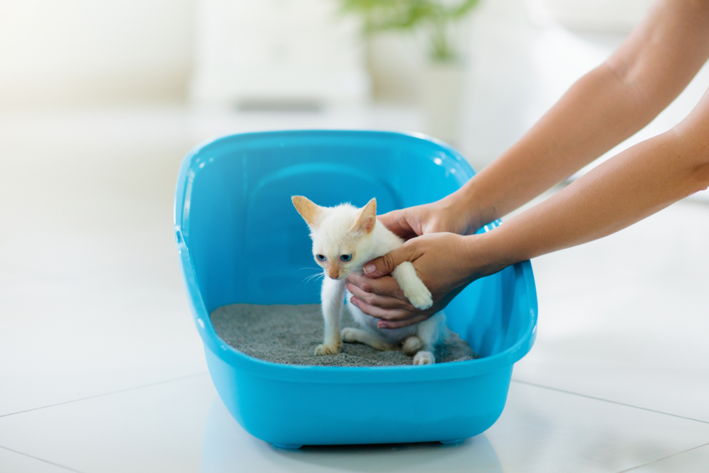 White little kitten in toilet with sand filler