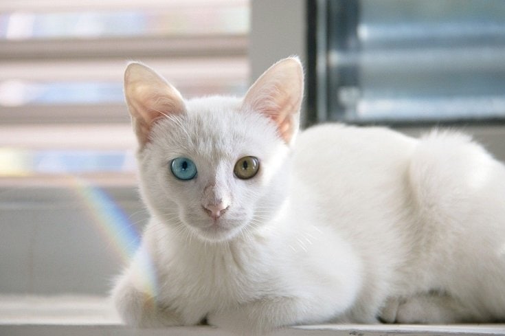Whtie cat with beautiful eyes