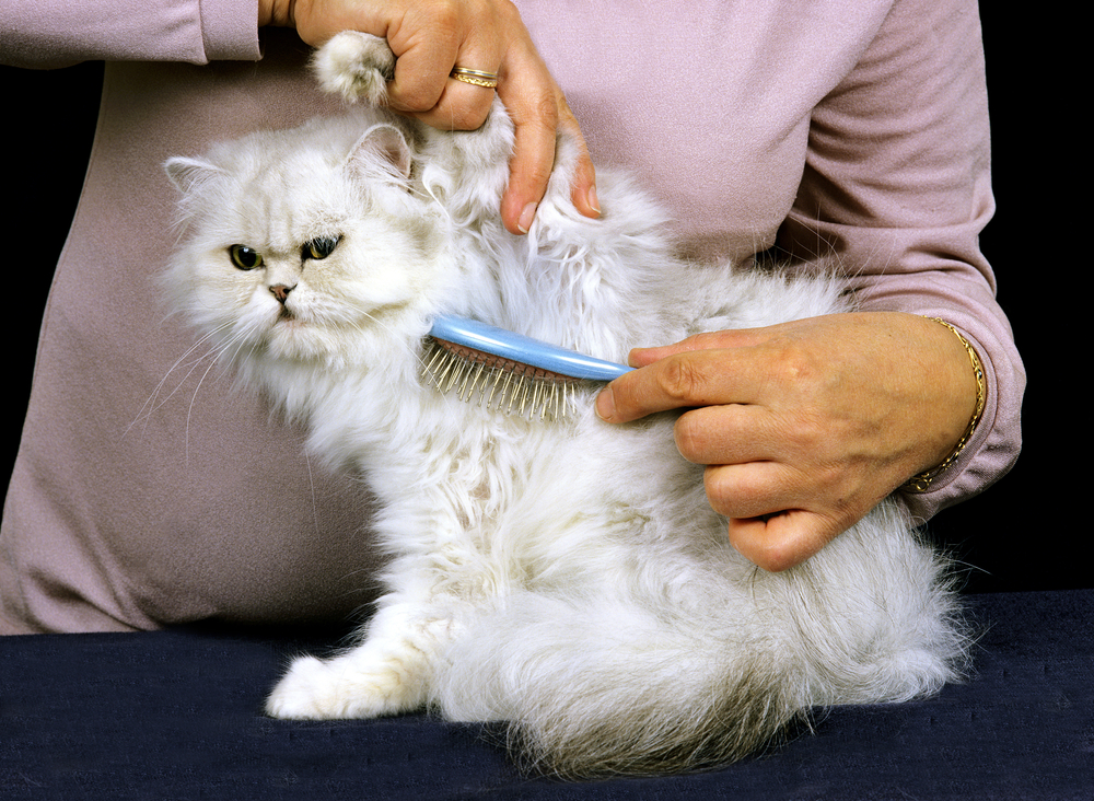 persian cat grooming