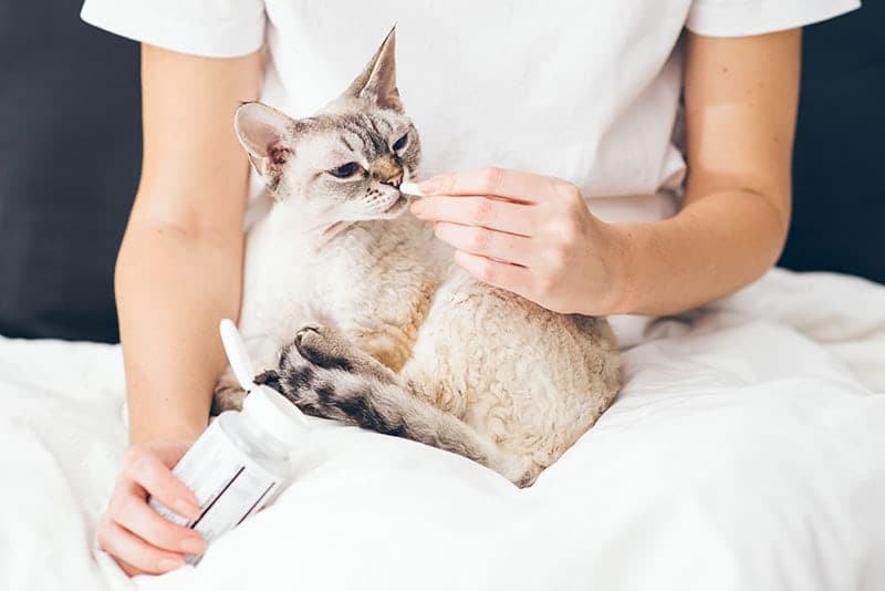 Woman at home holding her lovely Devon Rex cat on lap and gives it a pill