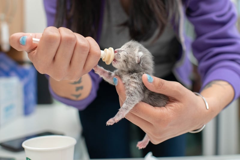 Woman bottle feeding a newborn kitten