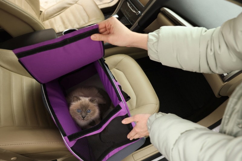 Woman closing pet carrier with cat in car