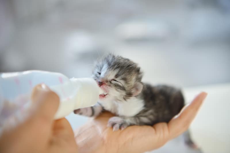 Woman feeding newborn kitten with bottle of milk