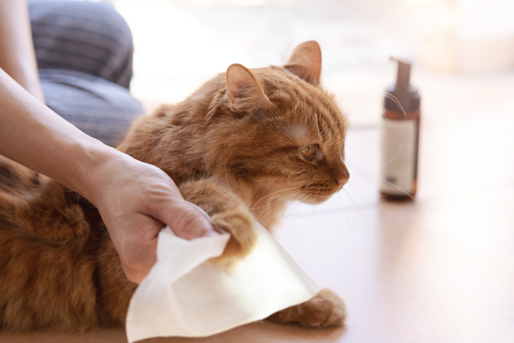 Woman-use-a-cleaning-cloth-Wipe-a-cats-fur-bathe-ginger-cat