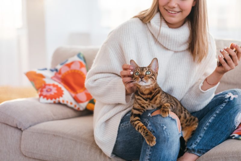 Woman with Bengal cat on her lap scratches its ear