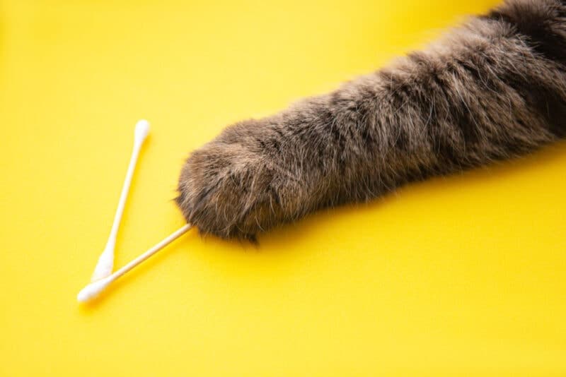 Wooden cotton swabs and the paw of a gray cat on bright yellow background