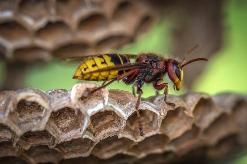 Yellow jacket wasp standing on hive
