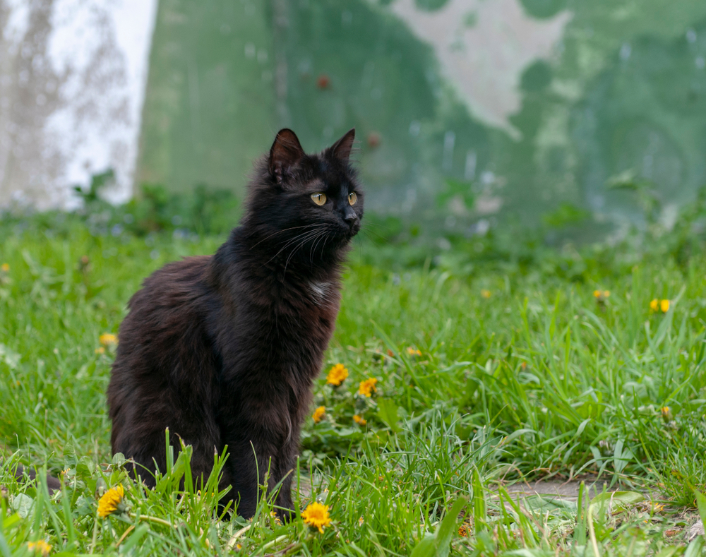 York Chocolate Cat sitting outside