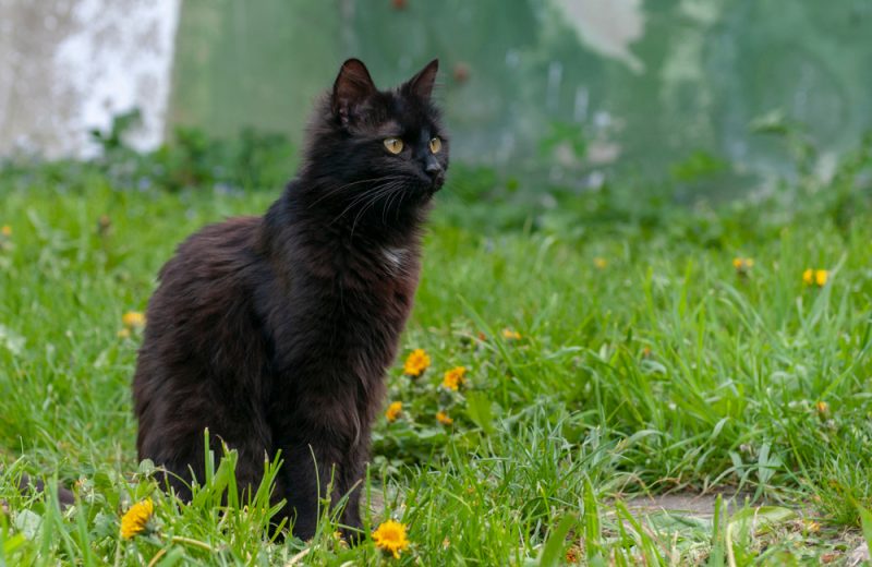 York chocolate cat on green grass in the backyard.