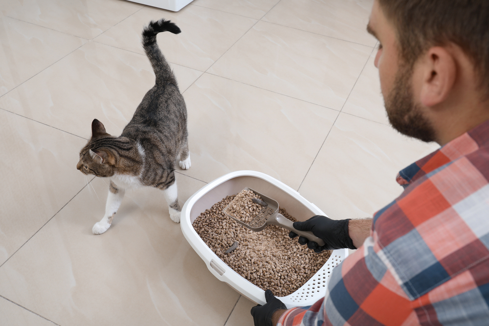 Young man in gloves cleaning cat litter tray at home