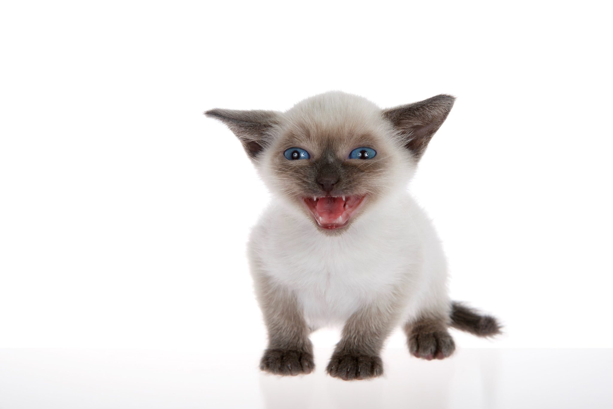 Young siamese kitten with munchkin characteristics, smaller than average, isolated on a white background. sitting, with blue eyes looking at viewer