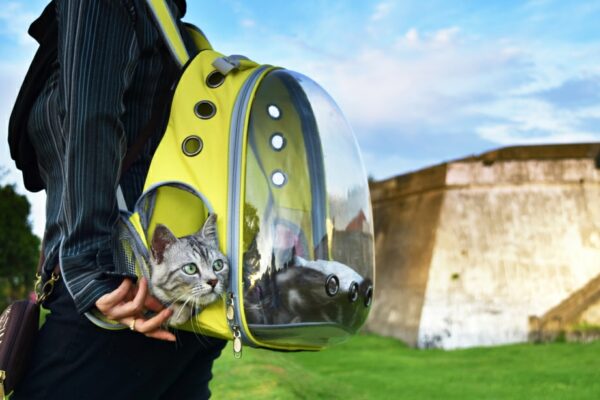 Young woman and a cat traveling with transparent backpack carrier in the park