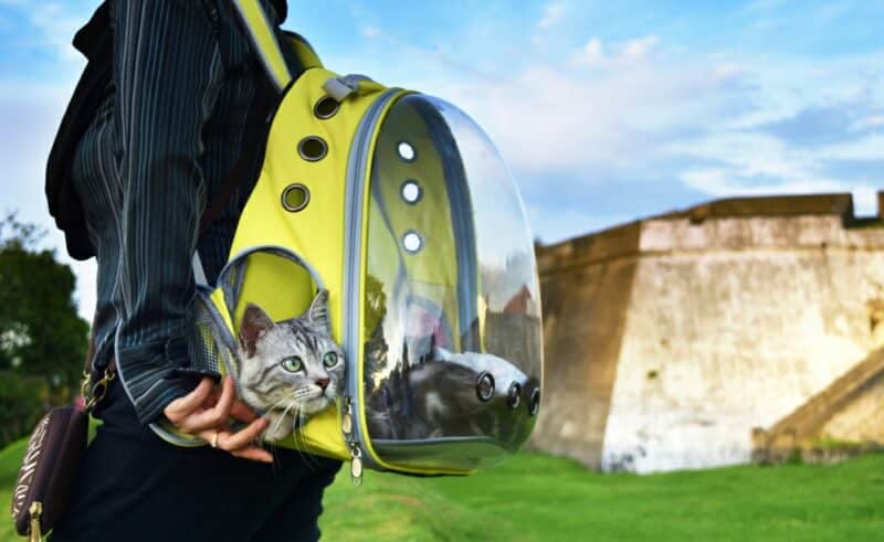 Young woman and a cat traveling with transparent backpack carrier in the park