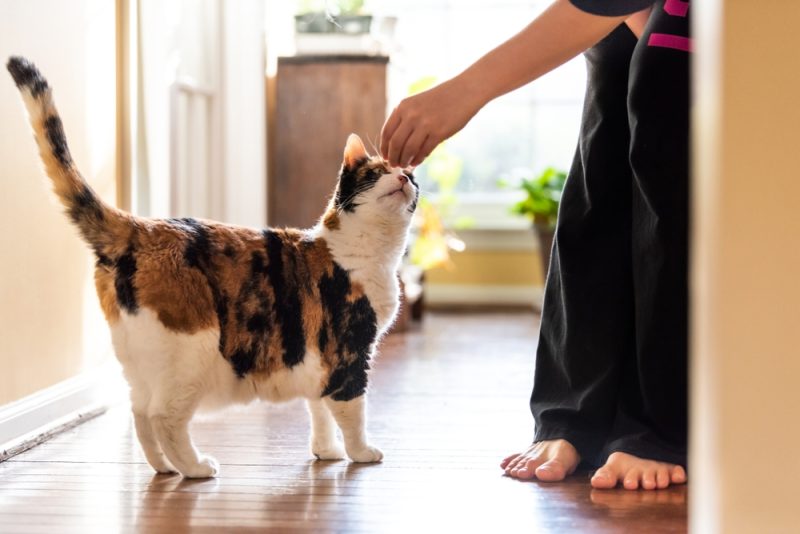 Young woman holding meat teaching training calico cat