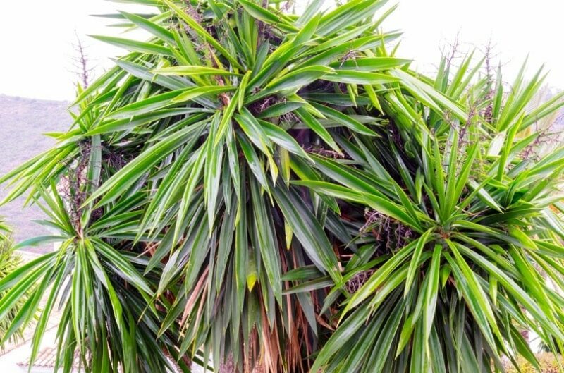 Are Yucca Plants Poisonous to Cats? Common Houseplants Examined Catster