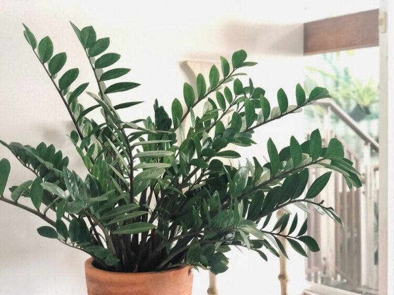 ZZ plant in a vase
