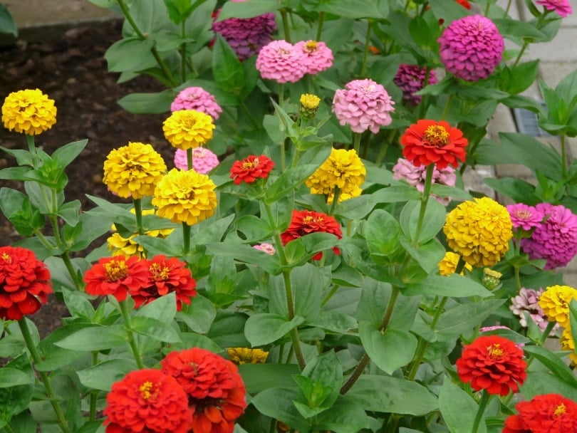 Zinnias flowers