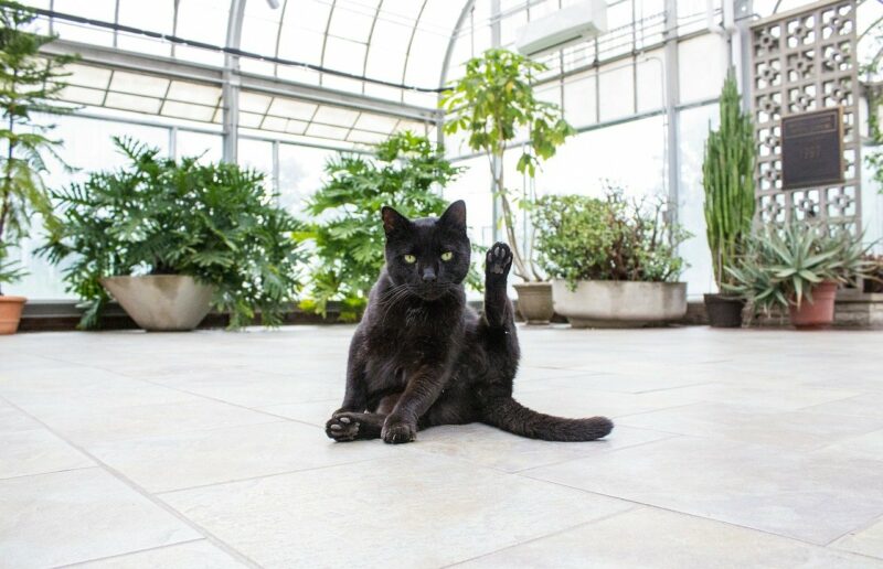 a black cat with succulent plants