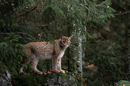 a bobcat in a forest