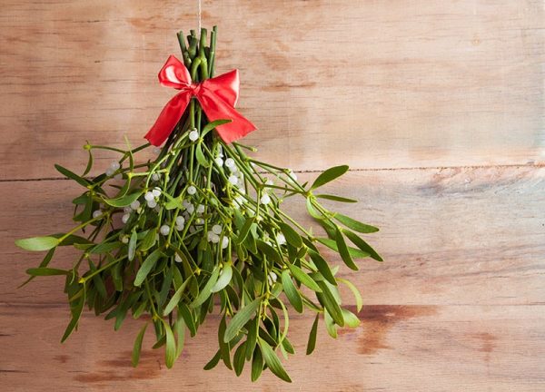 a bunch of mistletoe hanging