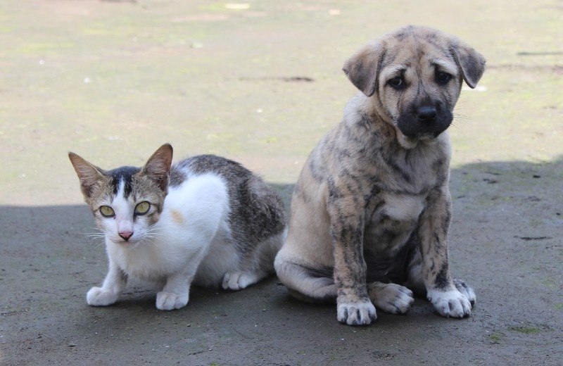 a cat and a puppy outside