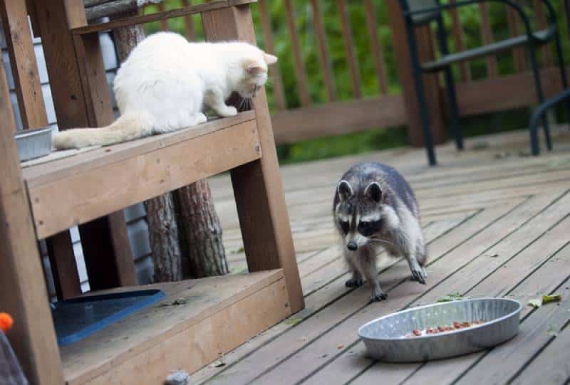 a feline  and a raccoon outdoors