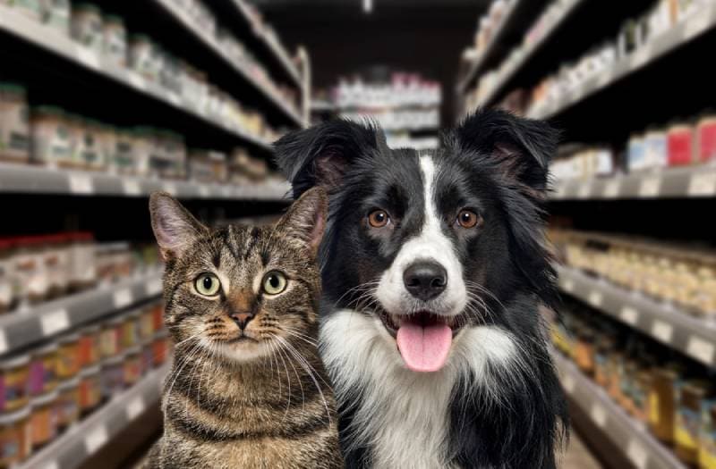 a cat and dog at a local store